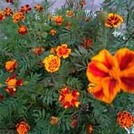 Мандаринка