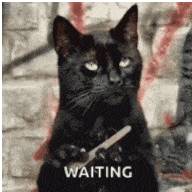 Кот ВАСИЛИЙ