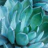 blue_agave